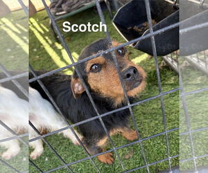 Mutt Dogs for adoption in Turlock, CA, USA