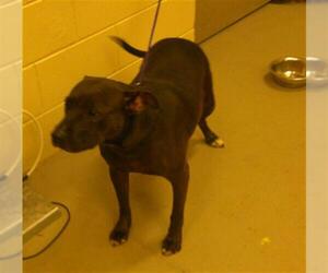 American Pit Bull Terrier-Unknown Mix Dogs for adoption in Sanford, FL, USA