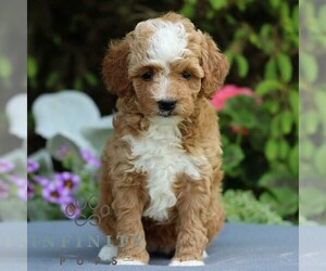 Goldendoodle (Miniature) Puppy for sale in EAST EARL, PA, USA