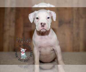 Staffordshire Bull Terrier-Unknown Mix Dogs for adoption in Omaha, NE, USA