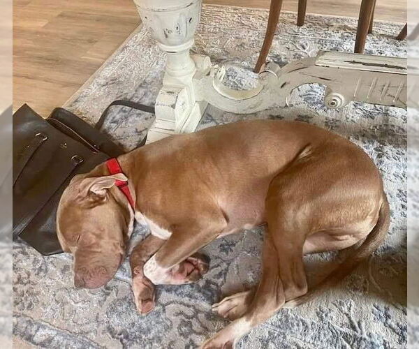 Medium Photo #36 American Pit Bull Terrier-Unknown Mix Puppy For Sale in Germantown, OH, USA