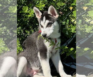 Siberian Husky Dogs for adoption in Matawan, NJ, USA