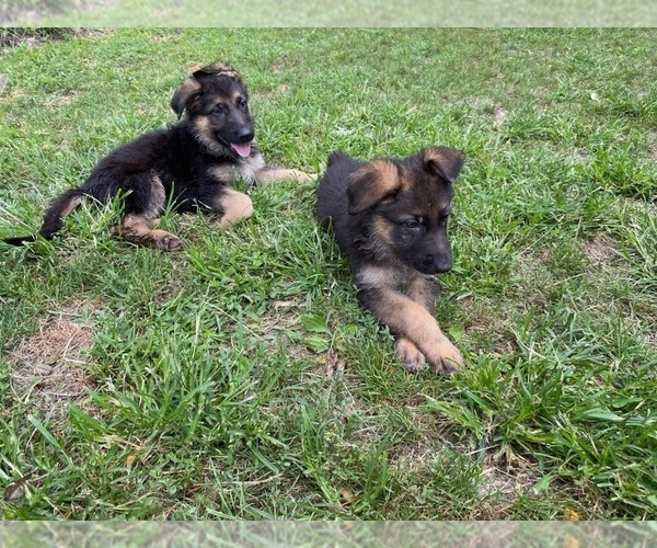 Medium Photo #1 German Shepherd Dog Puppy For Sale in SPRINGFIELD, IL, USA