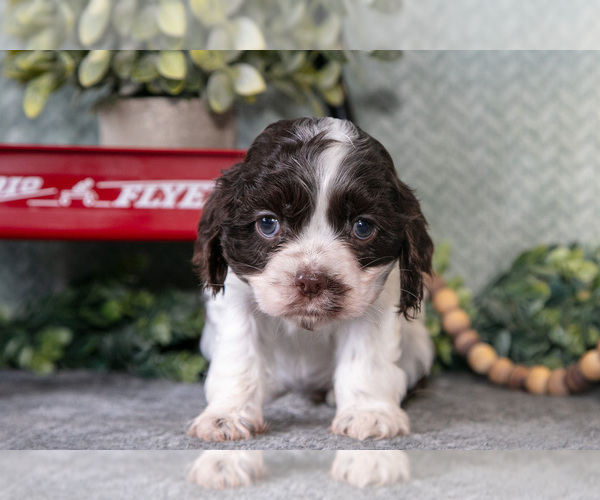 Medium Photo #3 Cocker Spaniel Puppy For Sale in NAPPANEE, IN, USA