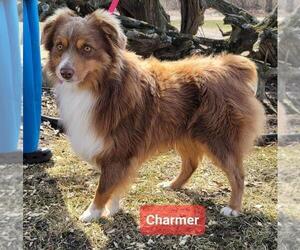 Father of the Miniature Australian Shepherd puppies born on 04/07/2025