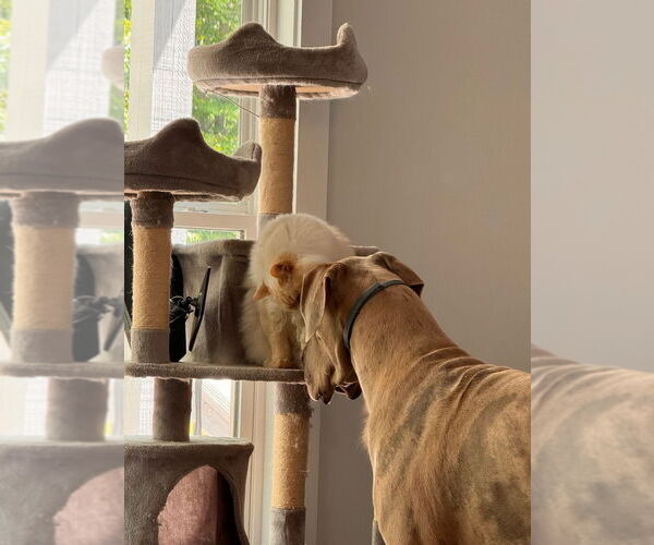 Medium Photo #4 Great Dane Puppy For Sale in Bullard, TX, USA