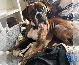Bulloxer Dogs for adoption in Woodbury, MN, USA