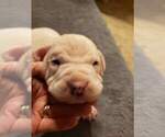 Small Photo #1 Dogo Argentino Puppy For Sale in CALAMINE, AR, USA