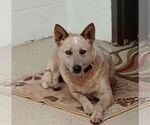 Small #1 Mutt
