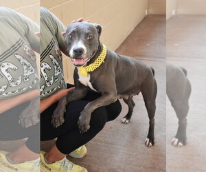 American Pit Bull Terrier-Unknown Mix Dogs for adoption in McKinney, TX, USA