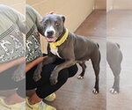 Small American Pit Bull Terrier Mix