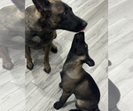 Puppy Lincoln Belgian Malinois