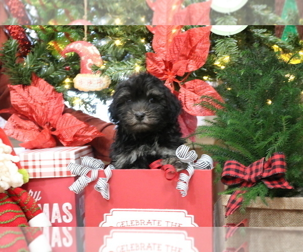 Medium Photo #1 Havanese Puppy For Sale in DODD CITY, TX, USA