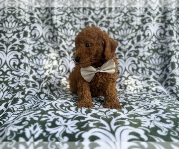 Medium Photo #3 Goldendoodle (Miniature) Puppy For Sale in LAKELAND, FL, USA