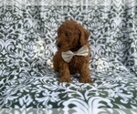 Small #2 Goldendoodle (Miniature)