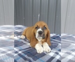 Small Photo #1 Basset Hound Puppy For Sale in PETERSBURG, IN, USA