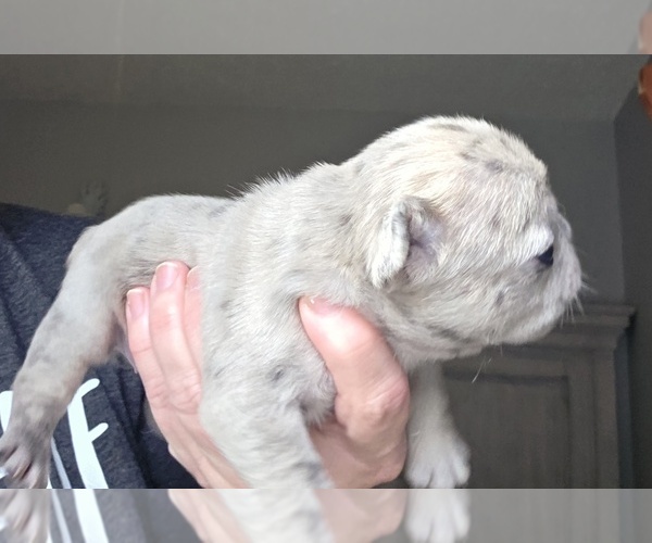 Medium Photo #3 French Bulldog Puppy For Sale in FT MYERS, FL, USA