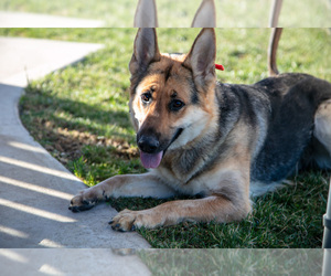 Mother of the German Shepherd Dog puppies born on 01/24/2025