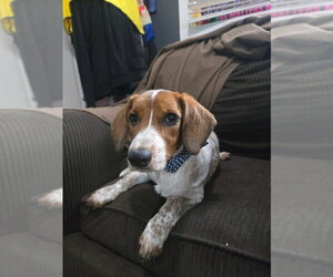 Dachshund-Unknown Mix Dogs for adoption in Denver , CO, USA