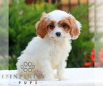 Small #3 Cavapoo (Miniature)