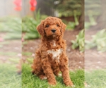 Small Photo #3 Goldendoodle (Miniature) Puppy For Sale in KILLINGER, PA, USA
