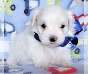 Maltese Puppy for sale in PISCATAWAY, NJ, USA