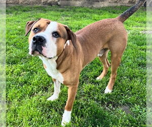 American Pit Bull Terrier Dogs for adoption in Aurora, IL, USA