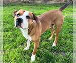 Small American Pit Bull Terrier