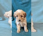 Small Photo #3 Poodle (Miniature) Puppy For Sale in DUNNVILLE, KY, USA