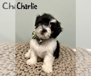 Zuchon Puppy for sale in ALUM BANK, PA, USA