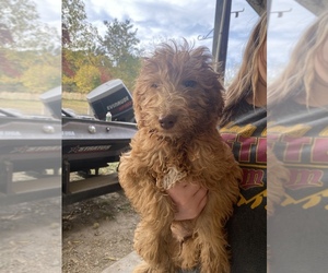 Goldendoodle Puppy for sale in MACOMB, MO, USA