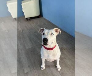 Mutt Dogs for adoption in Elmsford, NY, USA