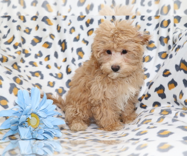 Medium Photo #4 Maltipoo Puppy For Sale in SHILOH, OH, USA