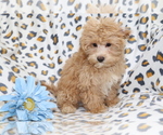 Small #3 Maltipoo