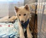 Small #1 Huskies  Mix