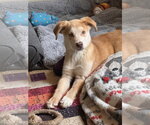 Tiko - Male Colonial Cocker Spaniel-Retriever  Mix Dog for Adoption - Small photo