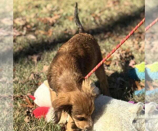 Medium Photo #4 Australian Shepherd-Cocker Spaniel Mix Puppy For Sale in Yardley, PA, USA