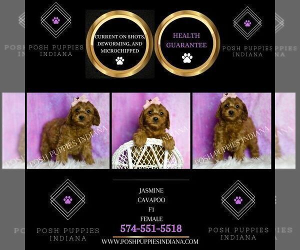 Medium Photo #4 Cavapoo (Miniature) Puppy For Sale in WARSAW, IN, USA