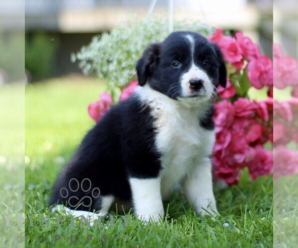 Medium Photo #4 Border Collie Puppy For Sale in QUARRYVILLE, PA, USA