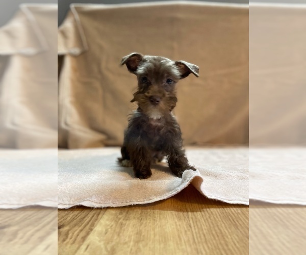Medium Photo #13 Schnauzer (Miniature) Puppy For Sale in BAY MINETTE, AL, USA