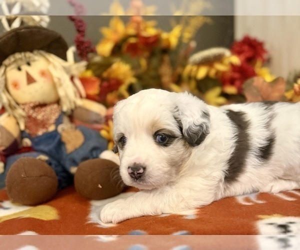 Medium Photo #7 Miniature Australian Shepherd Puppy For Sale in ANTHONY, FL, USA