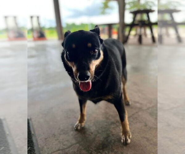 Medium Photo #4 American Rat Pinscher Puppy For Sale in Texarkana, TX, USA