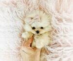 Small #11 Pomeranian