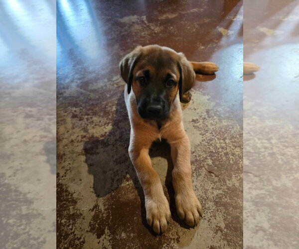 Medium Photo #4 Great Dane-Labrador Retriever Mix Puppy For Sale in Bullard, TX, USA