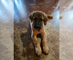 Small #3 Great Dane-Labrador Retriever Mix