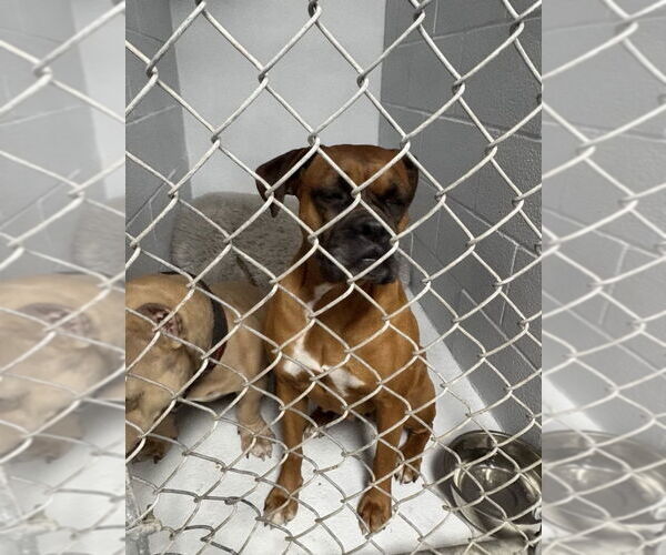 Medium Photo #2 Boxer Puppy For Sale in Austin, TX, USA