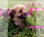 Small Photo #3 Morkie Puppy For Sale in FORT WORTH, TX, USA
