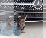 Small #8 French Bulldog
