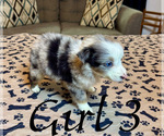 Small Photo #11 Miniature Australian Shepherd Puppy For Sale in SALISBURY, NC, USA