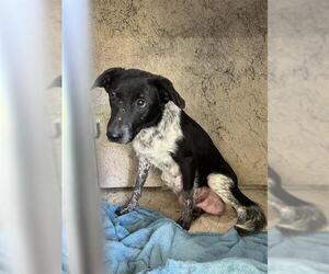 Mutt Dogs for adoption in Louisville, KY, USA
